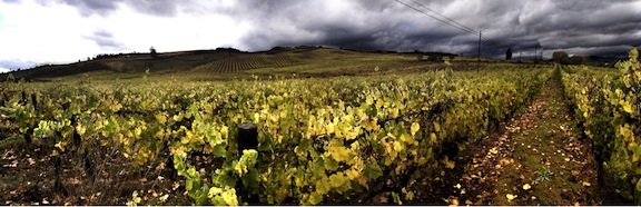 Viñedos en León