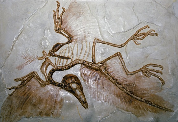 Archaeopteryx fossil
