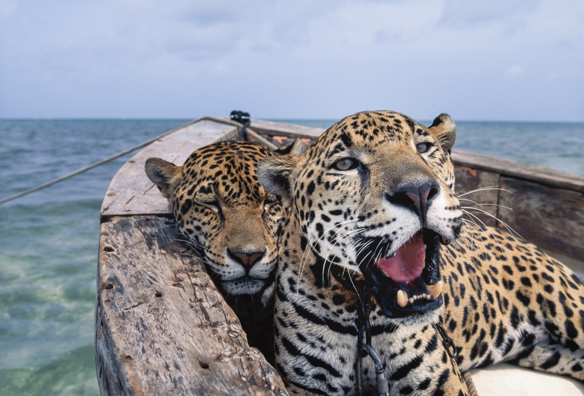 Самая добра картинка. Животные National Geographic. National Geographic фотографии животных. Ягуар Мексика. Люди леопарды Африка.