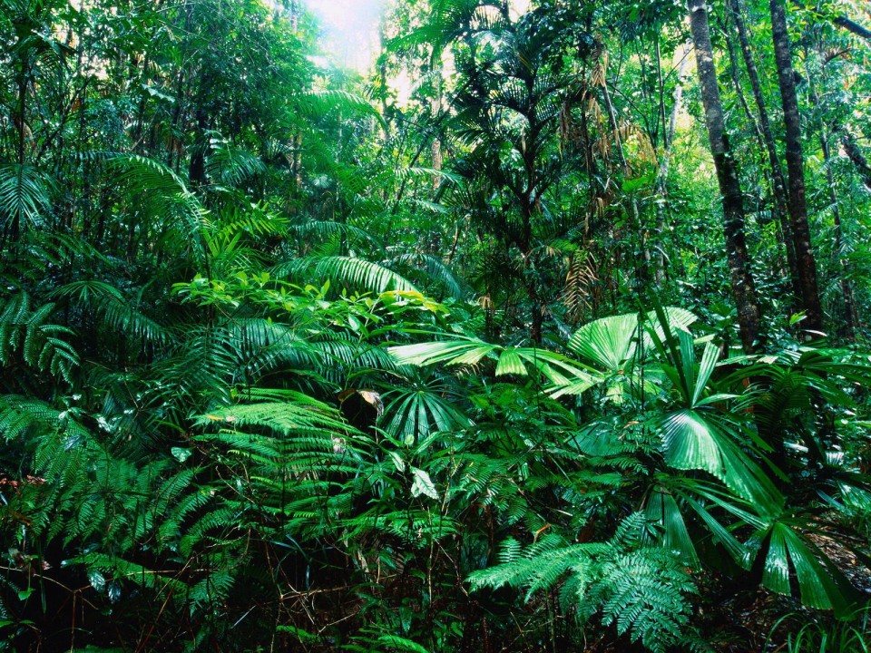 Resultado de imagen de plantas en bosque tropical